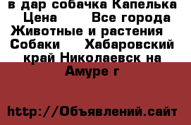 в дар собачка Капелька › Цена ­ 1 - Все города Животные и растения » Собаки   . Хабаровский край,Николаевск-на-Амуре г.